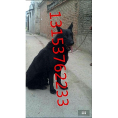 马犬养殖场
