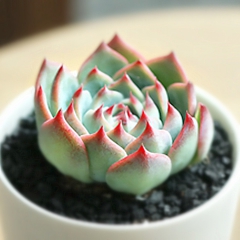 百名卉 吉娃娃 4-6cm 单株可爱超萌的多肉植物批发  大...