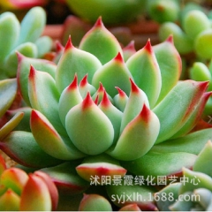 多肉盆栽植物 吉娃娃 办公卧室观景盆栽 肉肉植物防辐射易成活