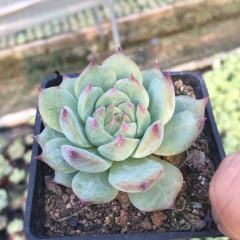 吉娃娃 多肉植物