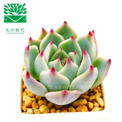 吉娃娃 多肉 花卉绿植 多肉大棚基地 多肉植物盆栽组合批发