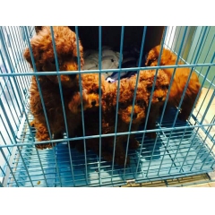 聪明可爱泰迪犬，极易近人是一种忠实的犬种
