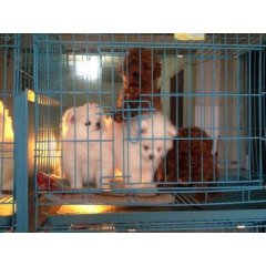 哪里有卖泰迪犬的