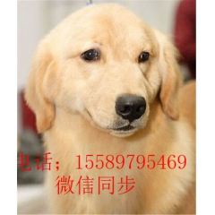 拉布拉多犬的价格  拉布拉多犬的训练方式