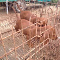 出售拉布拉多犬 狩猎犬 精品小马犬价格低