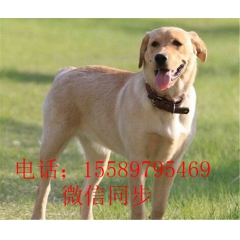 拉布拉多 拉布拉多犬幼崽 拉布拉多犬价格