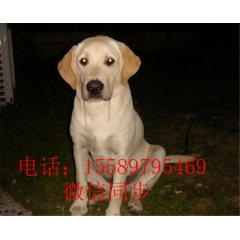 工作犬  拉布拉多犬 断乳期 幼年 成年
