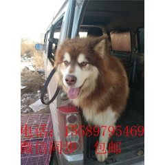 宠物犬  阿拉斯加犬  2-24个月