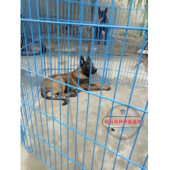 广西出售改良肉狗肉狗价格肉狗幼犬养殖