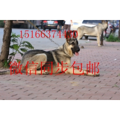品种纯 三个月大的狼青犬  成年狼青犬