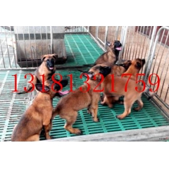 纯种马犬价格，幼犬价格