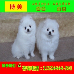 茶杯猫 比熊犬 博美犬多少钱一只