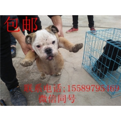 国家犬的照片有哪些山东鑫汇源犬舍