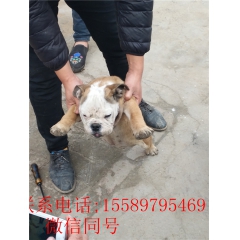 英牛犬    成年英牛犬