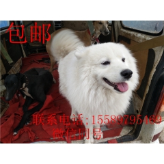 大白熊好不好养  大白熊价格 大白熊幼崽
