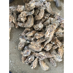 牡蛎 全壳野生鲜活生蚝 新鲜海蛎子肉批发价生鲜特价鲜活海蛎子