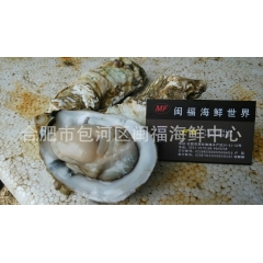 每日批发碳烤用、蒜蒸鲜活生蚝、牡蛎
