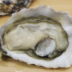 指定总代法国生蚝 进口白玫瑰N2现货鲜活野生牡蛎