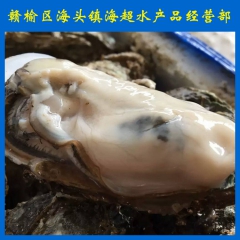 牡蛎 全壳野生鲜活生蚝 新鲜海蛎子肉批发 连云港海鲜批发