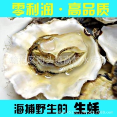 连云港鲜活海鲜贝类批发 生蚝 牡蛎 净化蚝