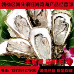 直销、净化生蚝、刺身生蚝、海蛎子、牡蛎、生蚝、碳烤生蚝