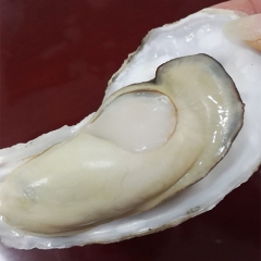 青岛本地鲜活牡蛎 海蛎子 生蚝  冬天有货