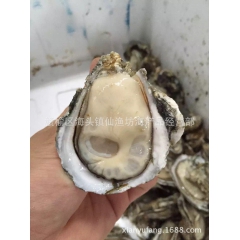 连云港特产 鲜活生蚝 海蛎子 野生牡蛎 新鲜海鲜 鲜活水产批...