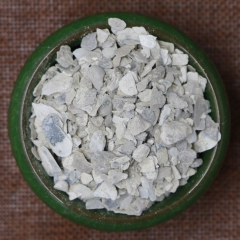 批发供应 牡蛎
