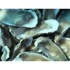 供应海鲜生半壳海蛎子牡蛎  一手货源野生贝壳类特价散装批发
