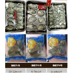 整件批发全壳牡蛎 化开即食 锁住美味