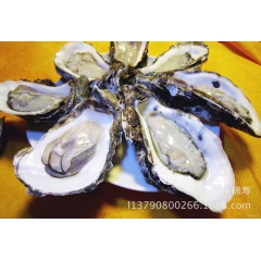 海鲜一站式海鲜水产 餐饮酒店 烧烤半壳生蚝 牡蛎 海蛎 12...