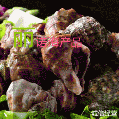 供应贝类海螺 一斤3-4头 各种鲜活水产 连云港海鲜贝类批发...