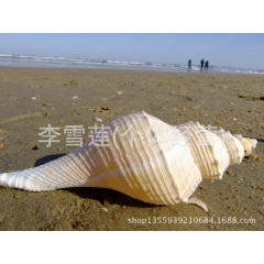 18-20厘米左右大香螺，天然贝壳海螺，能吹响，听海风的声音