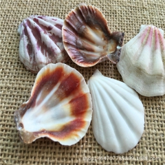 天然贝壳海螺 20个扇贝批发 鱼缸造景家居摆件扇形贝3-4厘...