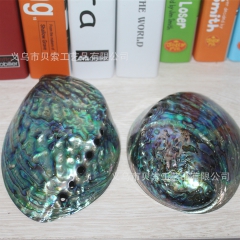 纯天然 贝壳 海螺 鲍鱼贝 鱼缸水族箱造景家居装饰送礼纪念工...