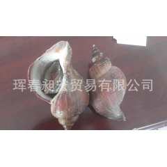 长期批发 朝鲜优质海螺 进口食用海螺