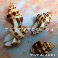 天然海螺 车风螺批发厂家批发地中海风格拍摄点缀A000295