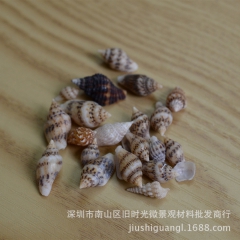 微景观河流小摆件  花纹小海螺