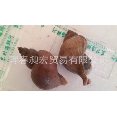 长期经销 进口野生海螺 鲜活海产品批发