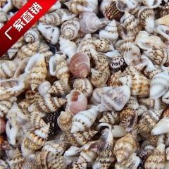 贝壳海螺 水族箱鱼缸装饰 婚礼现场装饰 漂流瓶 水晶蜡烛DI...