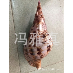 大量供应大海螺，标本海螺，世界名螺