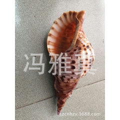 世界四大名螺，标本螺，大海螺