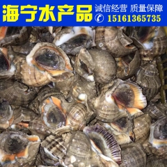全国供应鲜活海鲜水产贝类批发 海螺 连云港海鲜