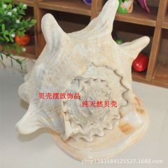 天然大海螺 冠螺 工艺品 精品 摆放饰品 纯天然 海洋海底贝...