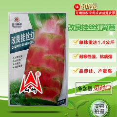 【特色微红莴苣】改良挂丝红莴苣 红莴笋良种 增进食欲 耐寒2...