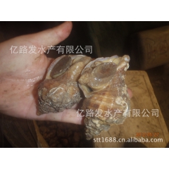 供应深水海螺、深水螺、海鲜贝类批发
