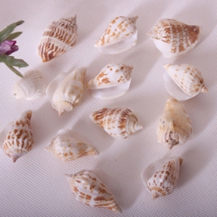 bingyi透明玻璃花瓶装饰海螺/鱼缸配件海螺水族海螺