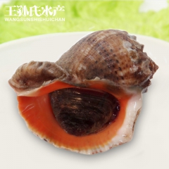 常年供应鲜海螺 超大个海螺 海产品供应 水产品供应 各种规格
