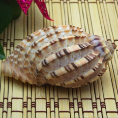 水瓶座吉祥物 西非竖琴螺 超大杨桃海螺 天然贝壳/收藏鱼缸装...