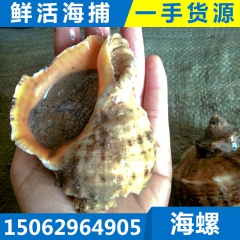 鲜活海螺海罗 海鲜海产品批发 天然海螺 连云港海鲜水产品礼包